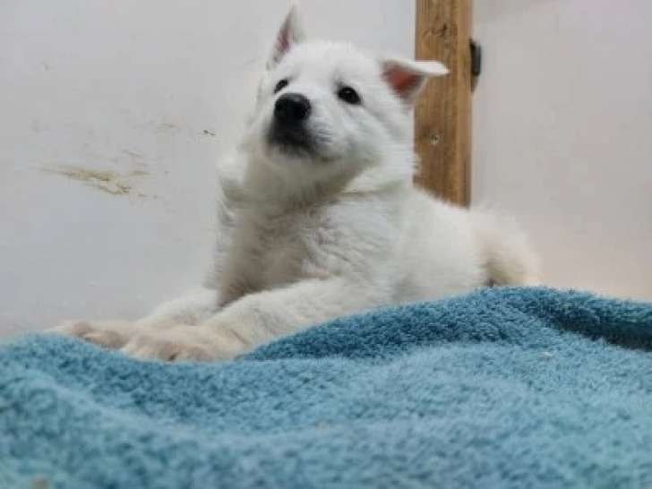 2 Mâles Berger Blanc Suisse blanc 3 mois LOF Vente immédiate