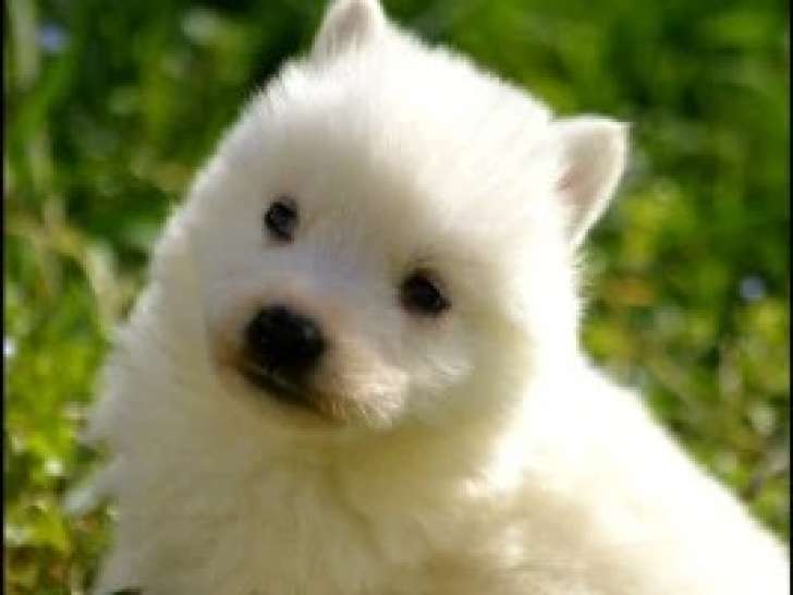 3 Chiots Berger Blanc Suisse blanc 1 mois LOF Réservation