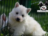 3 Chiots Berger Blanc Suisse blanc 1 mois LOF Réservation