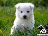 3 Chiots Berger Blanc Suisse blanc 1 mois LOF Réservation