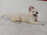 Fratrie 4 Mâles Berger Blanc Suisse blanc 2 mois LOF Vente