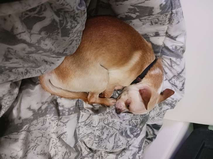 Jeune mâle Chihuahua à donner