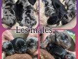 Chiots Teckel arlequin à poil ras à vendre