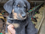 Chiots beaucerons LOF