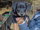 Chiots beaucerons LOF