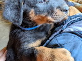 Chiots beaucerons LOF
