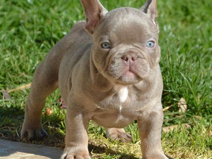 7 chiots Bouledogue Français Exotique à vendre, 2 mâles et 5 femelles, nés en janvier 2026