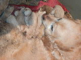 4 chiots Golden Retriever à réserver, 2 mâles et 2 femelles, non LOF, nés récemment