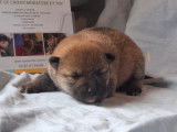 Vente de 3 chiots Shiba Inu LOF, 2 mâles noir et feu et 1 mâle roux, nés en mars 2026