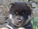 Vente de 3 chiots Shiba Inu LOF, 2 mâles noir et feu et 1 mâle roux, nés en mars 2026