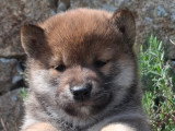 Vente de 3 chiots Shiba Inu LOF, 2 mâles noir et feu et 1 mâle roux, nés en mars 2026