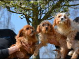 Chiots Cavapoo à vendre