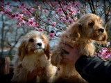 Chiots Cavapoo à vendre
