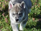 À réserver, 1 chiot mâle Husky LOF, gris agouti aux yeux bleus, né en janvier 2026