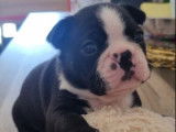 Chiots Boston Terrier LOF à réserver, 1 mâle et 1 femelle, nés en février 2026