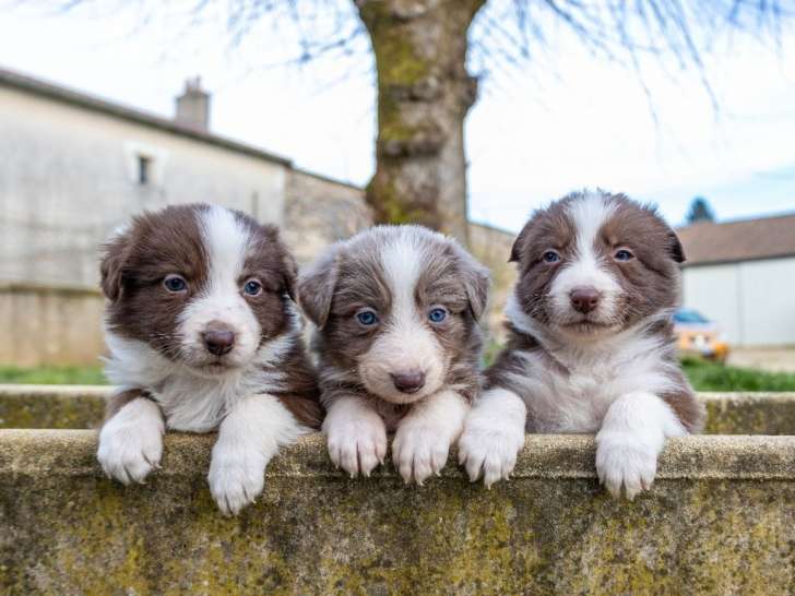 9 chiots Border Collie à réserver, 6 mâles et 3 femelles, non LOF, nés en janvier 2026