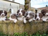 9 chiots Border Collie à réserver, 6 mâles et 3 femelles, non LOF, nés en janvier 2026