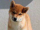 Chiot Shiba Inu LOF mâle à vendre, robe roux, né en décembre 2025, disponible de suite