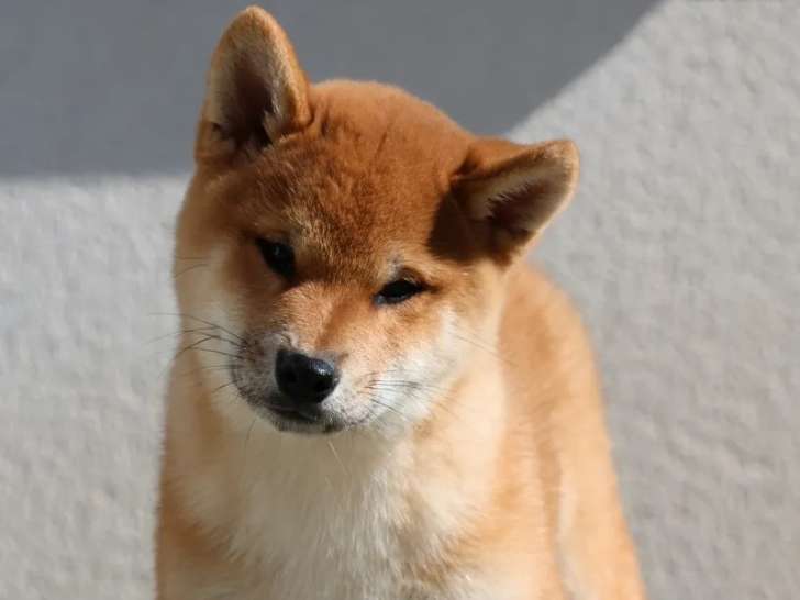 Chiot Shiba Inu LOF mâle à vendre, robe roux, né en décembre 2025, disponible de suite