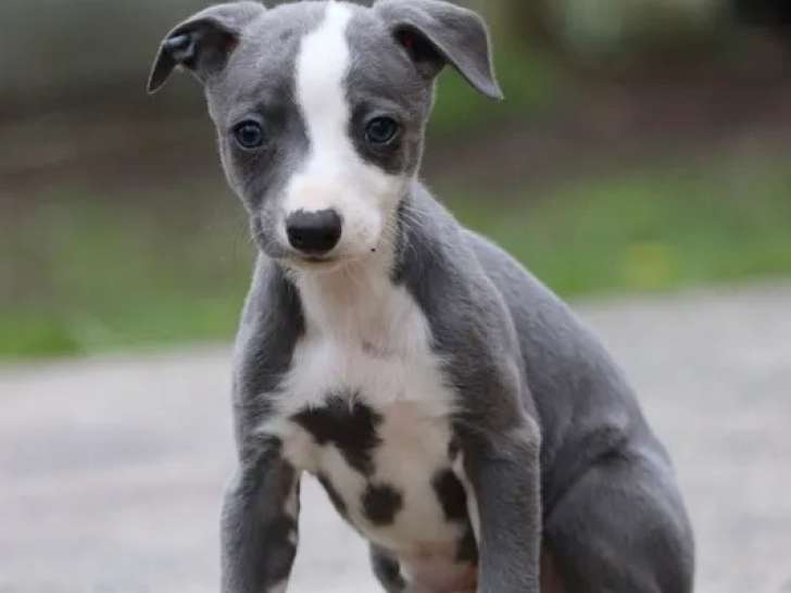 À réserver, 1 chiot mâle Whippet LOF, couleur bleu, né en janvier 2026