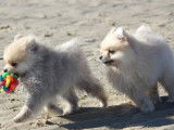 2 chiots mâles type Spitz nain crème à vendre, non LOF, 3 mois, disponibles immédiatement