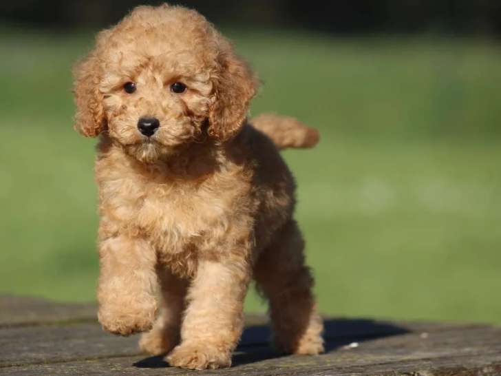 Mâle Caniche Nain LOF à vendre, couleur abricot, né en janvier 2026, disponible immédiatement