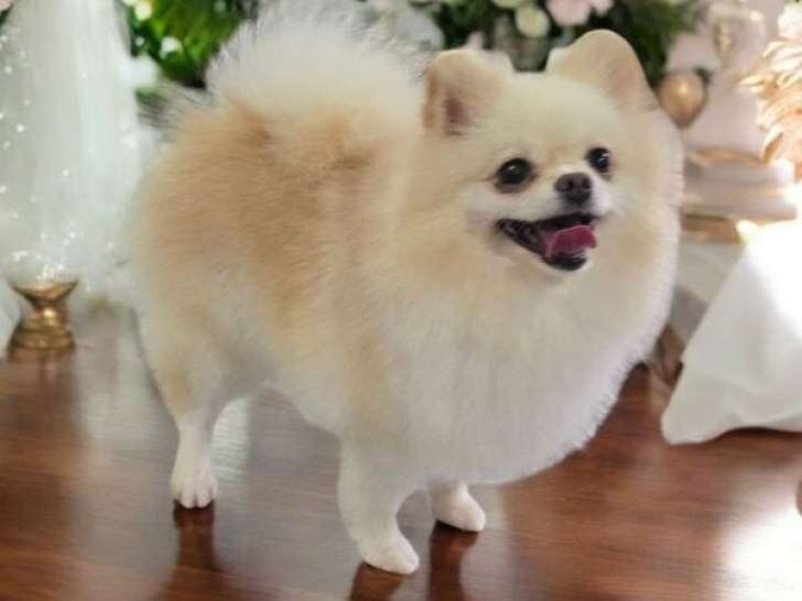 Femelle Spitz Nain adulte LOF à vendre