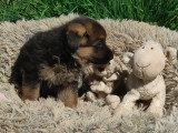Beau chiot femelle Berger Allemand LOF à poil court noir et feu à vendre