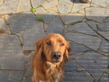 Chien mâle de type Setter Irlandais à vendre