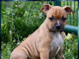 Chiots Amercian Staff LOF à vendre