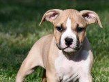 Chiots Amercian Staff LOF à vendre