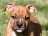 Chiots Amercian Staff LOF à vendre