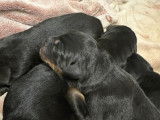 Chiots Berger Allemand croisés Doberman à vendre