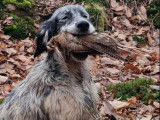 Chien Setter Anglais mâle adulte à vendre, chasseur confirmé, né en juin 2024