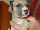 Chiots Whippet de belles lignées à vendre