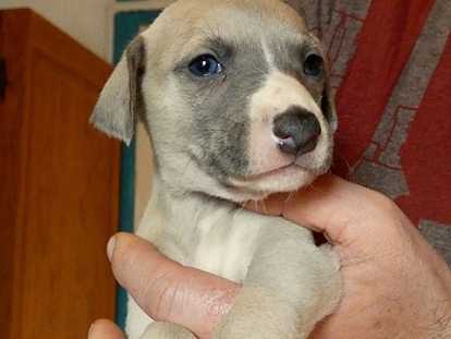 Chiots Whippet de belles lignées à vendre