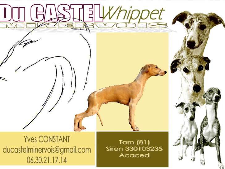 Chiots Whippet de belles lignées à vendre