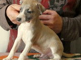Chiots Whippet de belles lignées à vendre