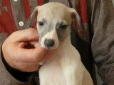 Chiots Whippet de belles lignées à vendre