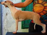 Baltazar....Mâle