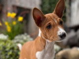 5 chiots Basenji LOF à vendre, 2 femelles et 3 mâles