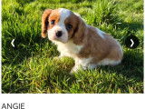 4 chiots Cavalier King Charles LOF à vendre, 2 femelles et 2 mâles, nés en décembre 2025