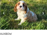 4 chiots Cavalier King Charles LOF à vendre, 2 femelles et 2 mâles, nés en décembre 2025