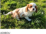 4 chiots Cavalier King Charles LOF à vendre, 2 femelles et 2 mâles, nés en décembre 2025