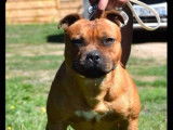 Saillie Staffordshire Bull Terrier, mâle fauve, né en mars 2021