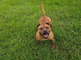 Saillie Staffordshire Bull Terrier, mâle fauve, né en mars 2021