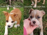 3 chiots American Staffordshire Terrier LOF à vendre, 2 mâles et 1 femelle, nés en janvier 2026