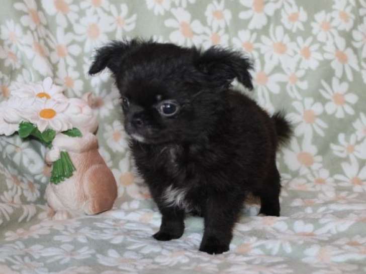 Mâle Chihuahua poils longs LOF à vendre, né en décembre 2025