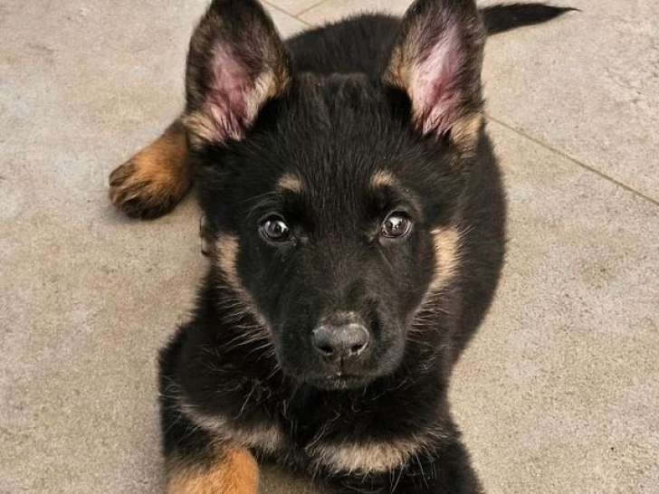 3 mâles Berger Allemand LOF noir et feu à réserver, nés en janvier 2026