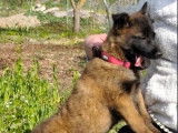 4 chiots Berger Malinois LOF à vendre, 2 mâles et 2 femelles charbonnés, nés en janvier 2026